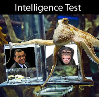 What Octopus Paul thinks of Pepe Lobo